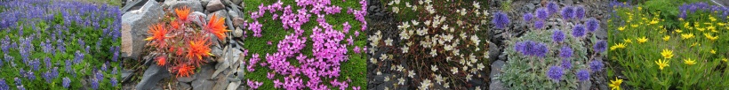 Wildflowers on Mt Baker