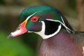 Wildlife
